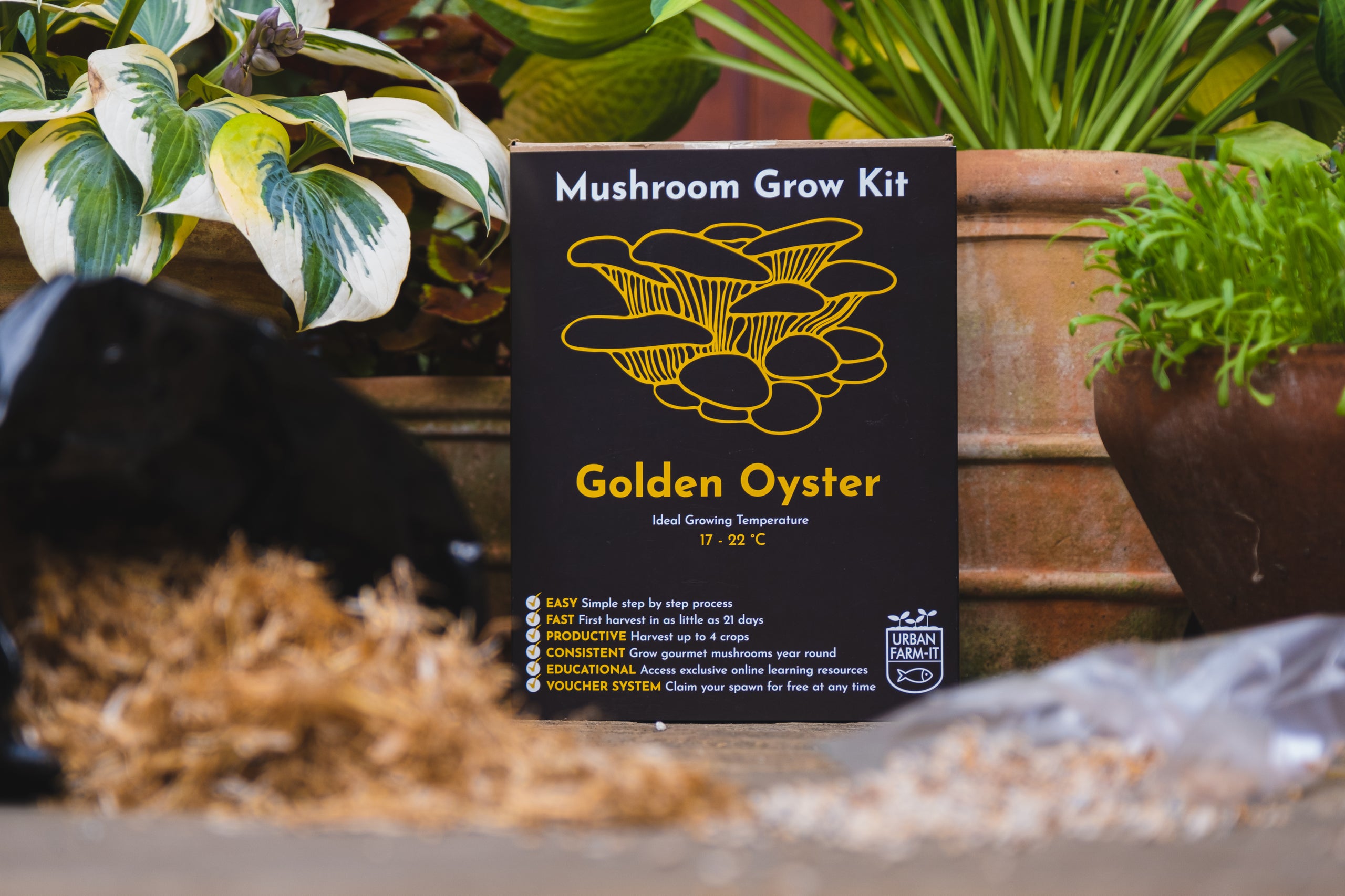 Oyster Mushroom Kit - Golden | Bramble & Wild - Florist In Frome